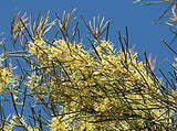 Hakea tephrosperma