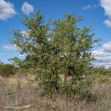 Hakea  prostrata