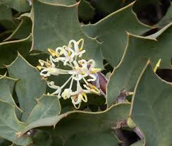 Hakea  prostrata