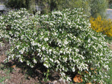 Hardenbergia violacea