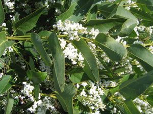 Hardenbergia violacea