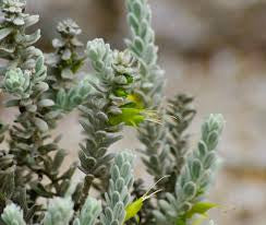 Eremophila subfloccosa