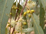 Eucalyptus camaldulensis ssp arida