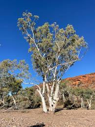 Eucalyptus camaldulensis ssp arida