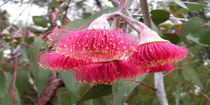 Eucalyptus caesia ssp magna