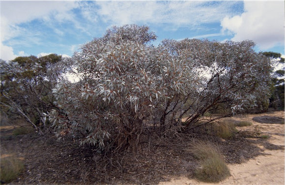 Eucalyptus cyanophylla