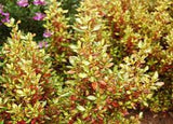 Coprosma evening glow