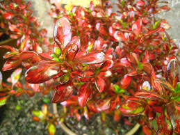 Coprosma evening glow