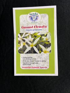 Ground Clematis - Clematis gentianoides