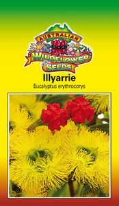 Illyarrie - Eucalyptus erythrocorys