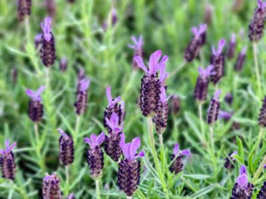 Lavandula Avonveiw