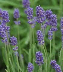 Lavandula angustifolia pacific blue