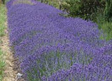 Lavandula angustifolia pacific blue