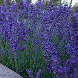 Lavandula angustifolia pacific blue