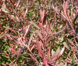 Leptospermum burgundy