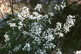 Leptospermum continentale