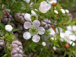 Leptospermum continentale