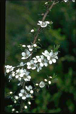 Leptospermum scoparium