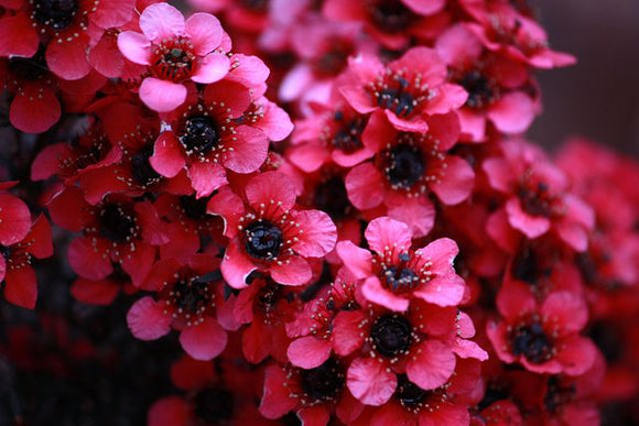 Leptospermum nanum rubrum