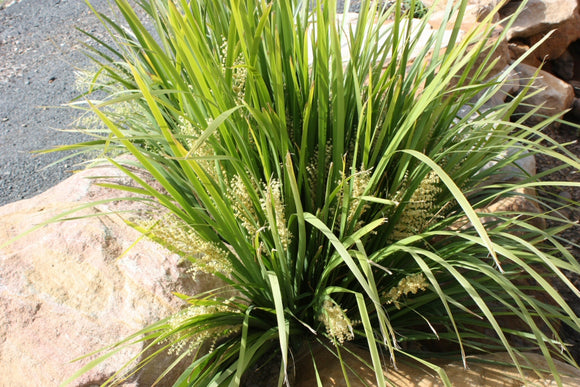 Lomandra hystrix