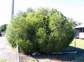 Melaleuca armillaris