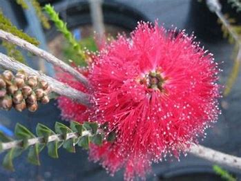 Melaleuca coccinea 'Goldfields Bottlebrush'