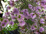 Melaleuca Decussata