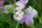 Melaleuca Decussata