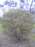 Melaleuca Decussata