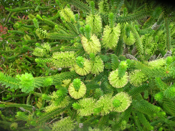 Melaleuca diosmifolia