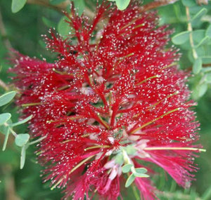 Melaleuca Elliptica