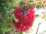 Melaleuca Elliptica