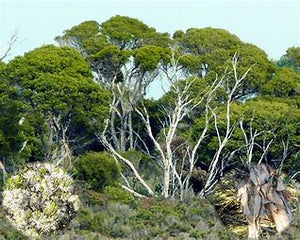 Melaleuca halmaturorum