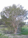 Melaleuca halmaturorum