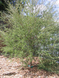 Melaleuca incana