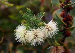 Melaleuca incana nana velvet cushion