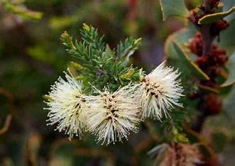 Melaleuca incana nana Velvet Cushion