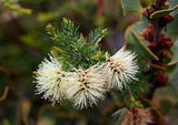 Melaleuca incana nana velvet cushion