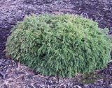 Melaleuca incana nana velvet cushion