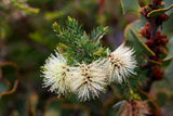 Melaleuca incana