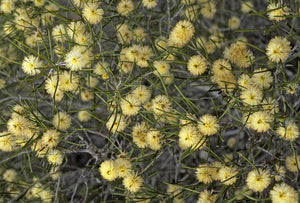 Indigenous of Melaleuca uncinata