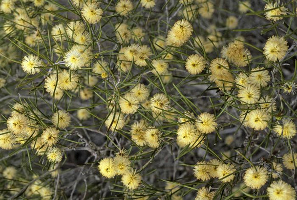 Indigenous of Melaleuca uncinata