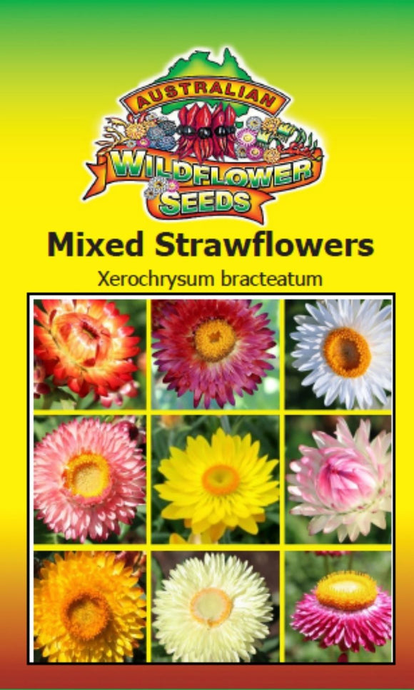 Mixed Strawflowers - Xerochrysum bracteatum