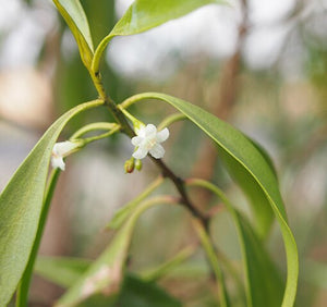 Myoporum montanum