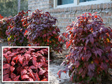 Nandina domestica Nana