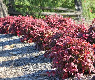 Nandina domestica Nana