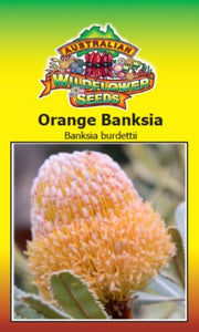 Orange Banksia - Banksia burdettii seeds