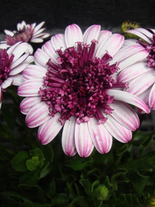 osteospermum eklonis Violet Berry