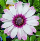 osteospermum eklonis Unicorn