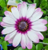 osteospermum eklonis Unicorn